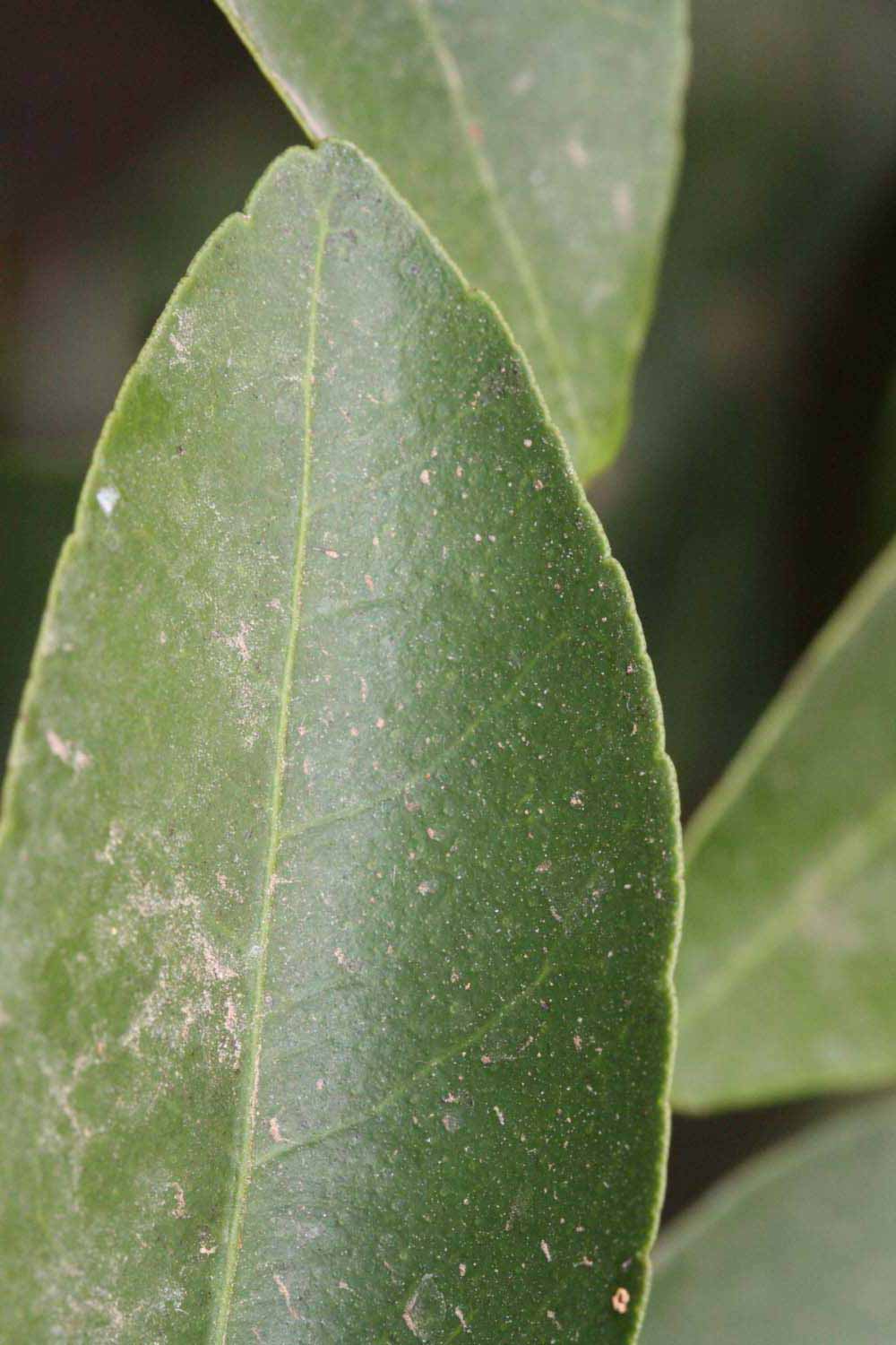              Margin (Riverside, CA)       